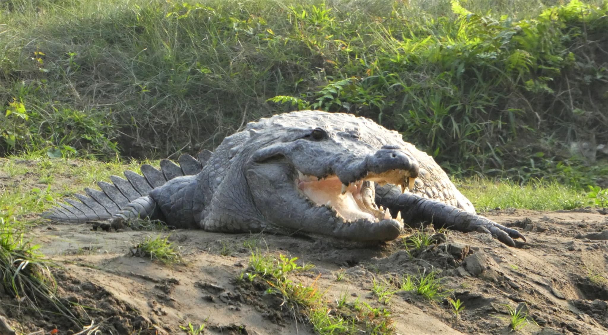 Chitwan Jungle Safari 2 Nights
