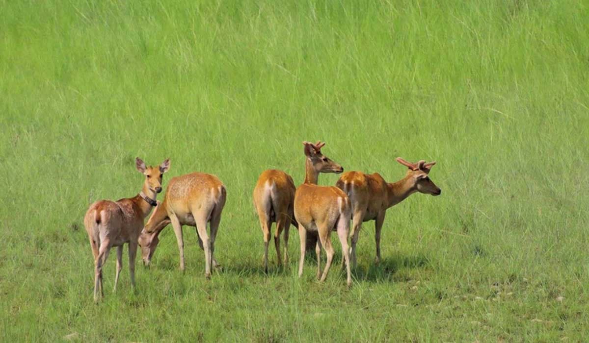 Bardia Jungle Safari 3 Nights