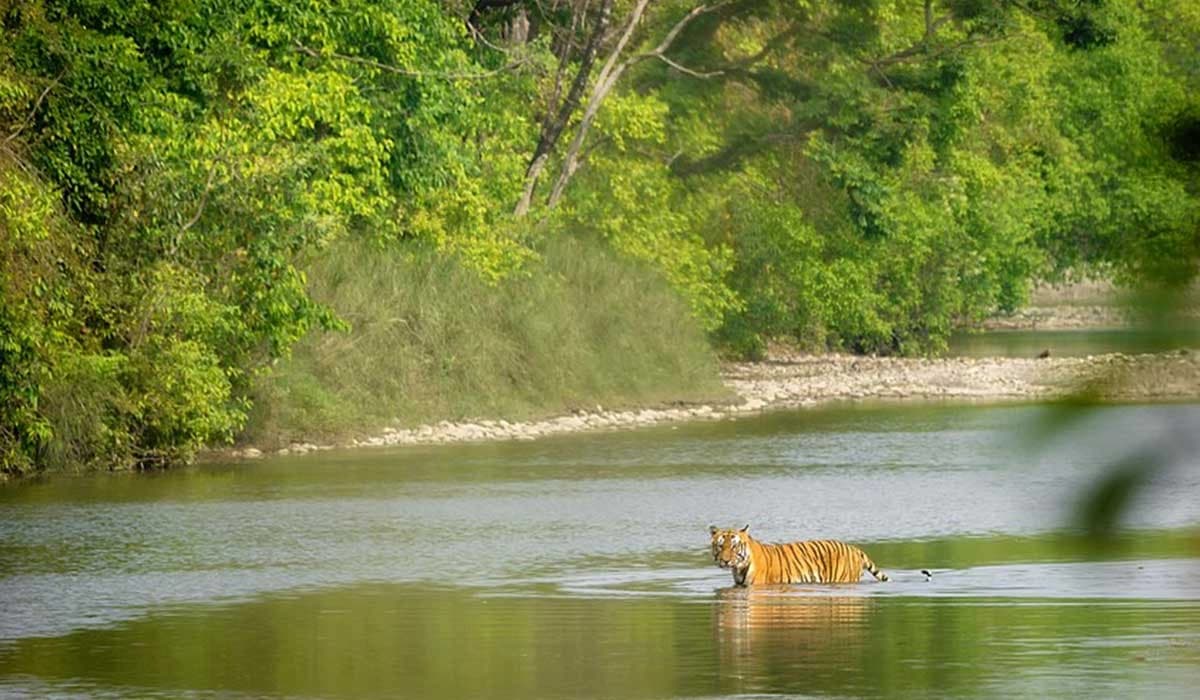 Bardia Jungle Safari 3 Nights