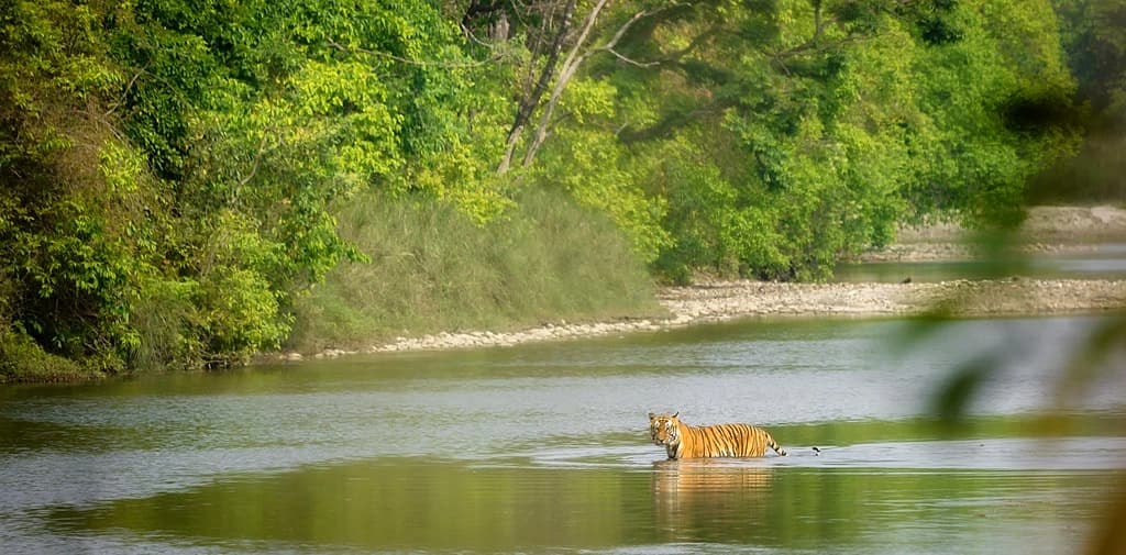 Full Day Thrilling Jungle Activities in Chitwan National Park.