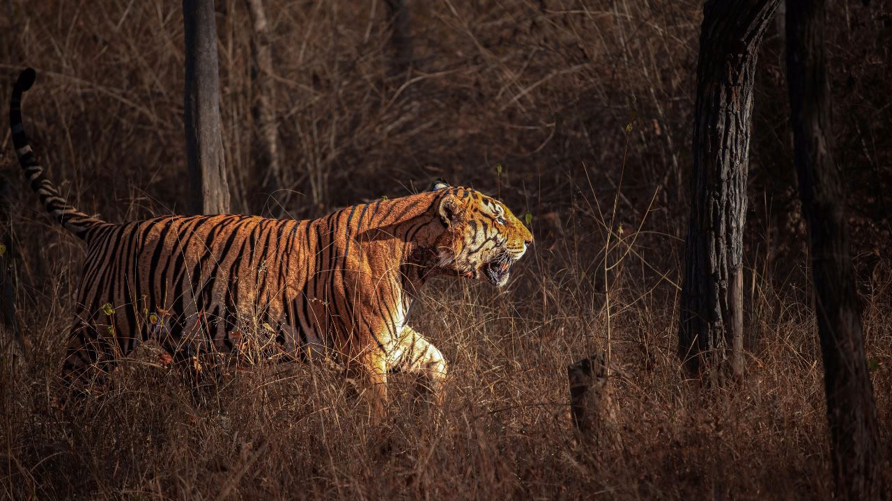 Chitwan Jungle Safari