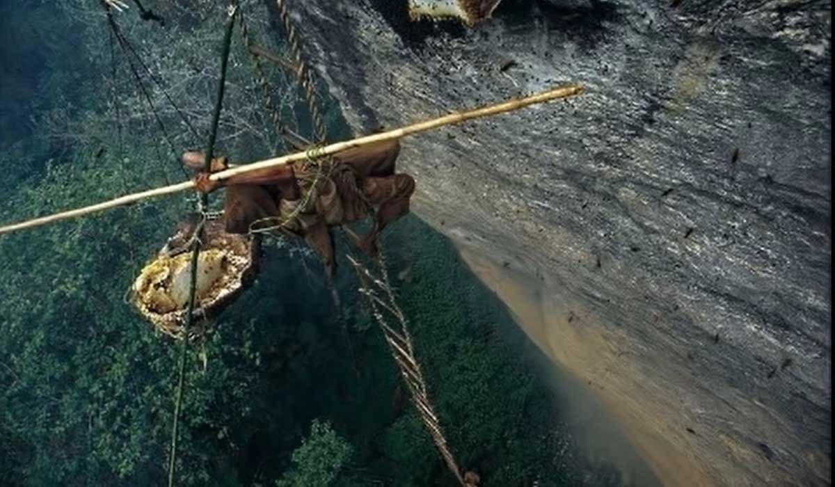 Honey Hunting Tour in Nepal
