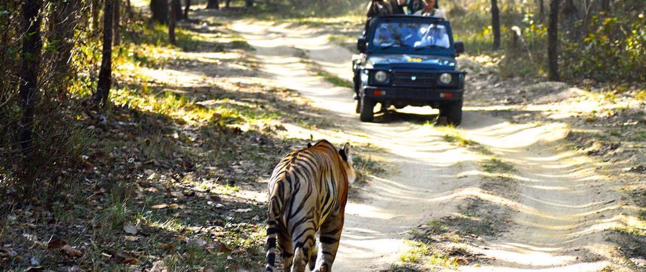 Top 5 Jungle Safari Destinations in Nepal for Wildlife Lovers