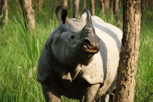 Chitwan Jungle Safari 2 Nights